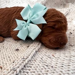 Poodle Puppies from CAStandardPoodles