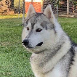 Indy - Siberian Husky