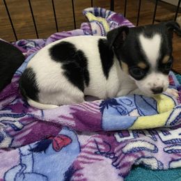 Girl 1 - Chihuahua puppy in Canton, Texas from Heavenly Chihuahua