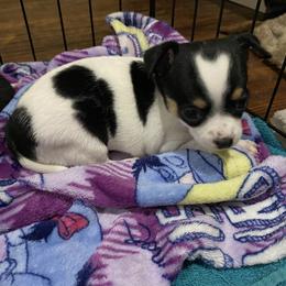 Girl 1 - Chihuahua puppy in Canton, Texas from Heavenly Chihuahua
