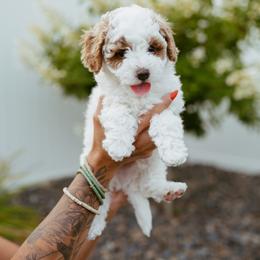 Cavapoo Puppies from Mustard Seed Doodle Co.