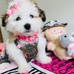 BETSY - Parti female Maltipoo puppy in Sugar Land, Texas from Celebrity Maltipoos