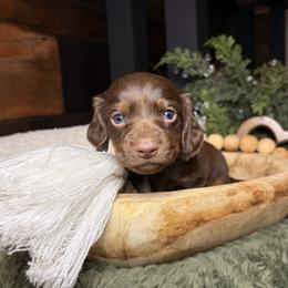 Knox - Chocolate and tan male Dachshund puppy in Washburn, Tennessee from Clinch Mountain Dachshunds
