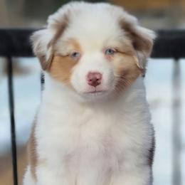 Cadberry - Red merle male Australian Shepherd puppy in Maryland from Lake Shore Australian Shepherds