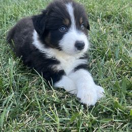 Falcon - Black tri-color male Australian Shepherd puppy in Paso Robles, California from DeClue Ranch Australian Shepherds