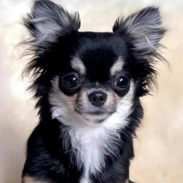 Chihuahuas from New York Sette's Chihuahuas