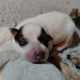 Brienne - Red speckled female Australian Cattle Dog puppy in Rogue River, Oregon from FullMoon Cattle Dogs