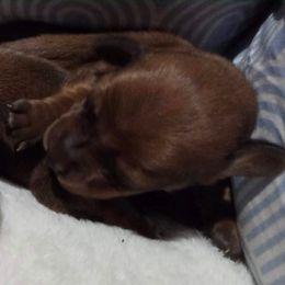 Gotham - Red male Dachshund puppy in Centuria, Wisconsin from Petite FurryTails
