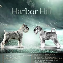 Standard Schnauzer puppies from Harbor Hill Standard Schnauzers