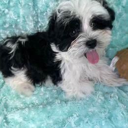 Zorro (Beseme's Leaving His Mark) - Black and white male Havanese puppy in Salt Lake City, Utah from Beseme Havanese