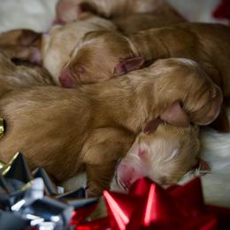 Fifth Pick Female - Apricot female Goldendoodle puppy in Mc Arthur, California from California Golden Love