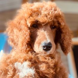 Luna - Apricot female Poodle puppy in Greenwich, New York from MizzElle’s Standard Poodles