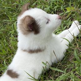 Pomsky puppies from Fluff and Feathers