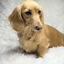 Ava - Dachshund
