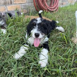 Jim - Tri-color male Bernedoodle puppy in Bastrop, Texas from Sweet Pea Bernedoodles
