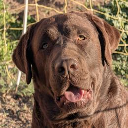 Bruce - Labrador Retriever