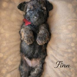 Finn - Wheaten male Whoodle puppy in Knoxville, Tennessee from Fleury Farm Doodles TN