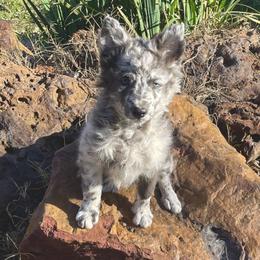 Orange collar natural bob tail - Grey merle male Mudi puppy in Gladewater, Texas from Texas Mudi
