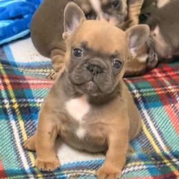 Girl 3 - White female French Bulldog puppy in Spanaway, Washington from Frog Faced Frenchies
