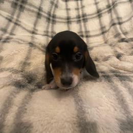 Chip - Black and tan male Dachshund puppy in Gainesville, Georgia from Emory Farms