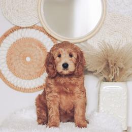 Goldendoodle Puppies from Sac River GoldenDoodles & BerneDoodles LLC