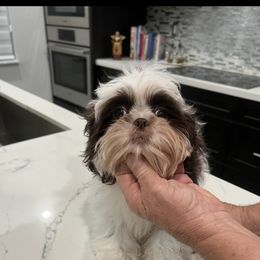 Shih Tzu Puppies from Mayra’s Shih Tzus