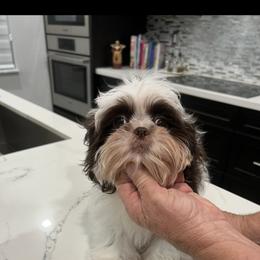 Shih Tzu Puppies from Mayra’s Shih Tzus
