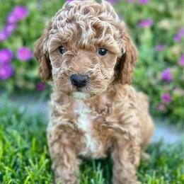Liberty - Silver-beige  female Poodle puppy in Herriman, Utah from Shaggy Mountain Pups LLC
