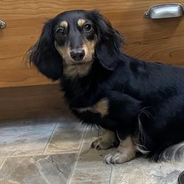 PENELOPE - Dachshund