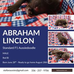 Abraham Lincoln - Red male Aussiedoodle puppy in Asheboro, North Carolina from Stellar Aussies