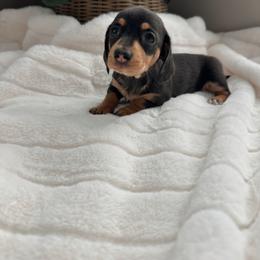 Jolie - Black and tan female Dachshund puppy in San Diego, California from Enchanted little dachshunds