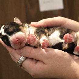 Caramella - Black tri-color female Aussiedoodle puppy in Vallejo, California from Well Rooted Doodles