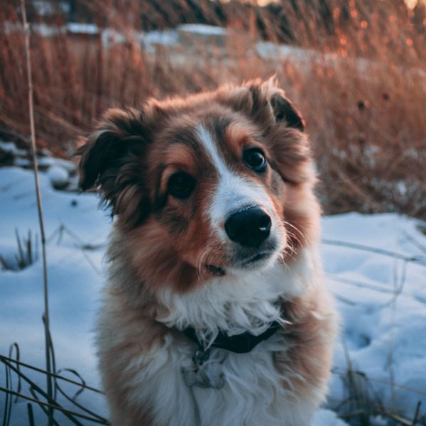 English Shepherd