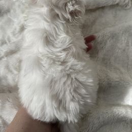 Maltese Puppies from AKC Maltese California