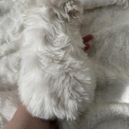 Maltese Puppies from AKC Maltese California