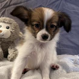 Ringo - White and sable male Papillon puppy in Central Florida, Florida from Sunshine Papillons