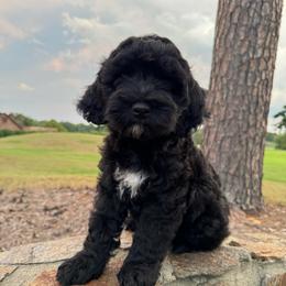 Pebbles - Black female Goldendoodle puppy in Charlotte, North Carolina from Hopeful Heart Doodles