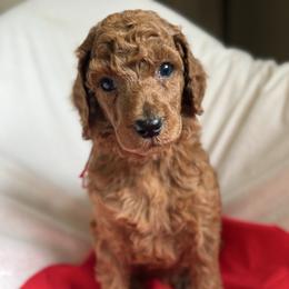 Valentino - Red  male Poodle puppy in Mount Vernon, Illinois from AMC Poodles