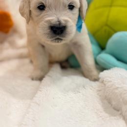 Bulbasaur - Light golden male Golden Retriever puppy in Shingle Springs, California from Creamy Retrievers
