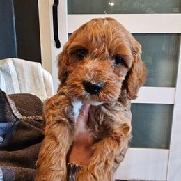 Fillmore - Red  male Goldendoodle puppy in Forest, Ohio from Mini Doodle Buddies