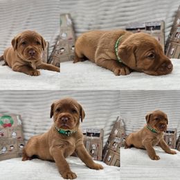 Patty - Yellow female Labrador Retriever puppy in Boyd, Minnesota from Lindley Labradors