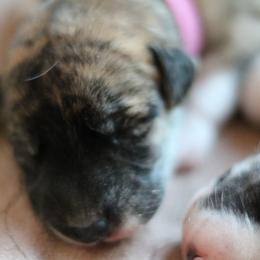 Rosetta - Fawn brindle female Whippet puppy in Robesonia, Pennsylvania from Rogue Mountain Manor