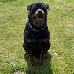 Otto - Rottweiler