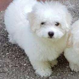 Maltipoo Puppies from Little Cupcakes and Little Punkins Maltipoos