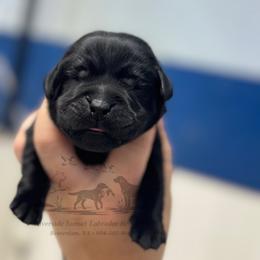 Lime - Black male Labrador Retriever puppy in Beaverdam, Virginia from Riverside Sunset Labrador Retrievers