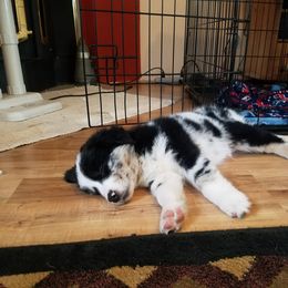 Australian Shepherd Puppies from Sassy Australian Shepherds