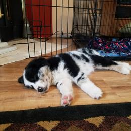 Australian Shepherd Puppies from Sassy Australian Shepherds