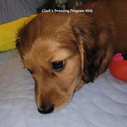Sunny Boy - Red male Dachshund puppy in Terlton, Oklahoma from CLARK'S BREEDING PROGRAM