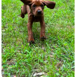 Redbone Coonhound Puppies from Shannon Family Redbone Coonhounds