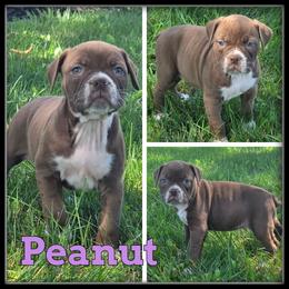 Peanut - Red and white female Olde English Bulldogge puppy in Merrill, Michigan from Haase Family Kennels